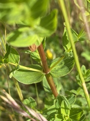 Hypericum maculatum obtusiusculum