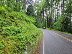 Lathyrus vestitus ochropetalus