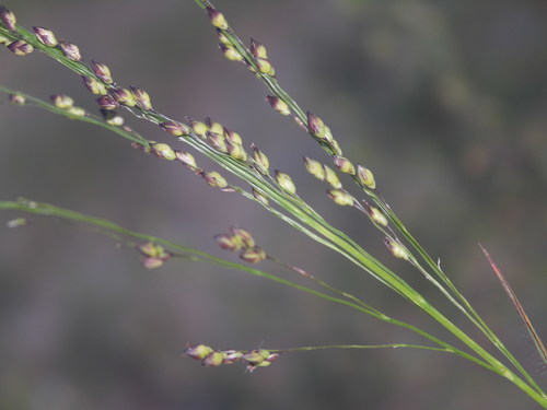 Panicum miliaceum ssp. ruderale