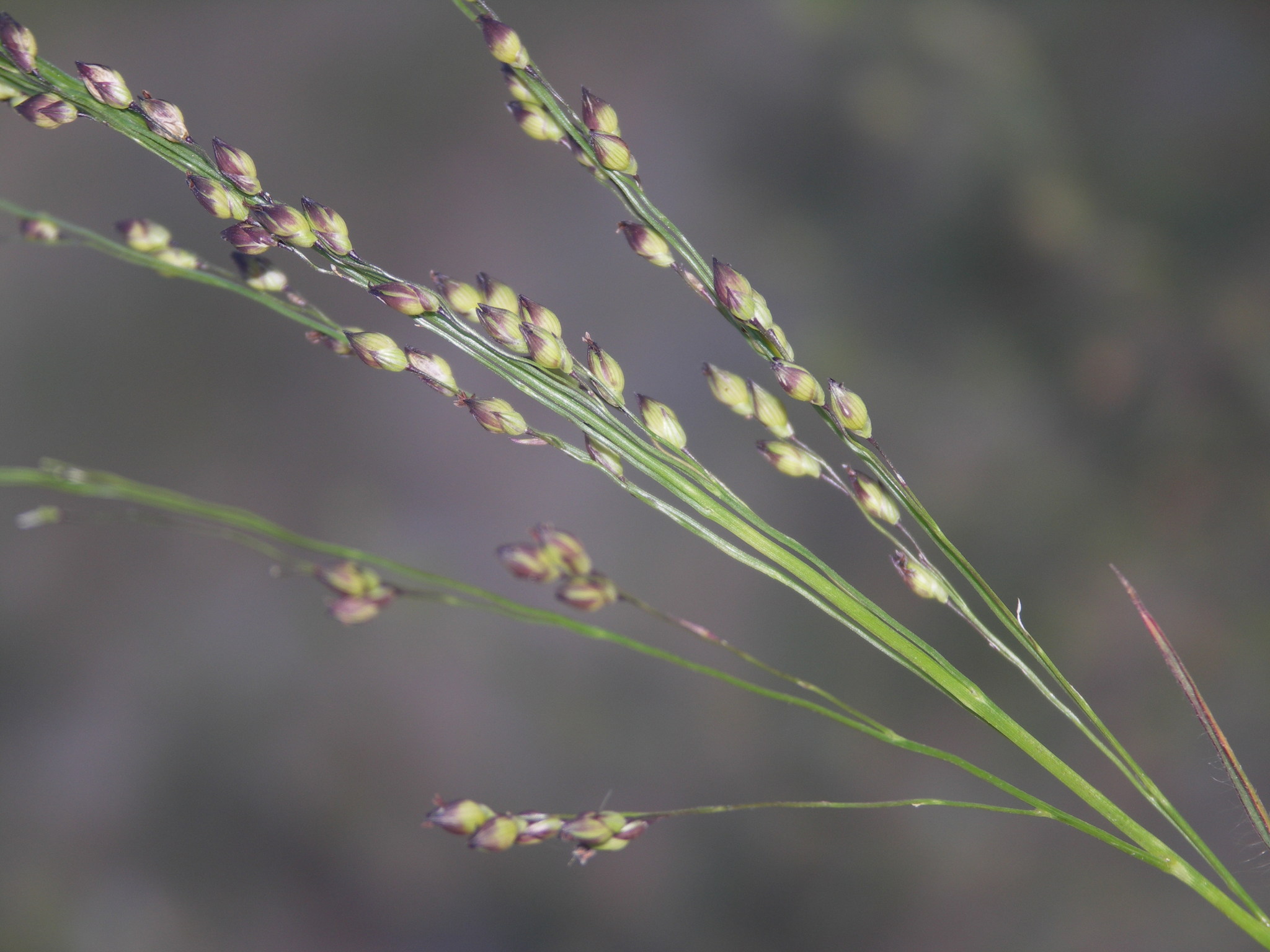 Panicum miliaceum ssp. ruderale