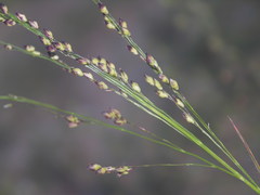 Panicum miliaceum ruderale