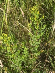Hypericum maculatum obtusiusculum