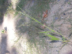 Panicum miliaceum ruderale