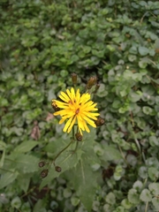 Crepis paludosa