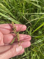 Carex hartmanii