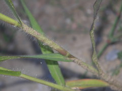 Panicum miliaceum ruderale