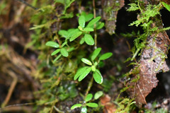 Peperomia caespitosa