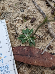 Pterostylis daintreana