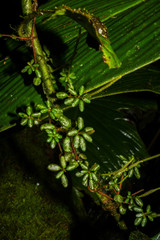 Peperomia caespitosa