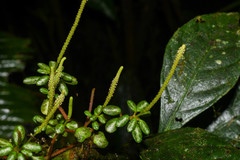 Peperomia caespitosa