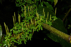 Peperomia caespitosa