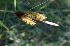 Carex clavata