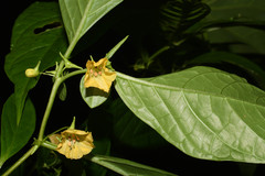 Capsicum lycianthoides