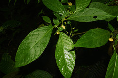 Capsicum lycianthoides