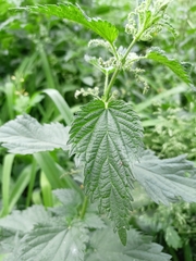 Urtica dioica