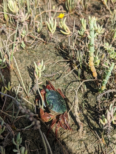 iNaturalist observation photo of Striped Shore Crab