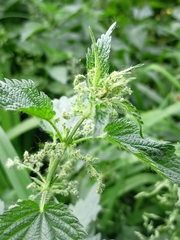Urtica dioica