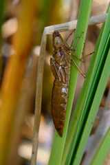 Crocothemis erythraea