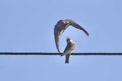 Ptyonoprogne fuligula