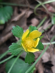 Potentilla indica