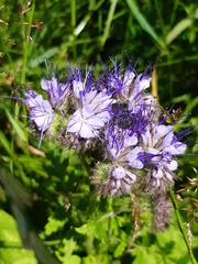 Phacelia tanacetifolia