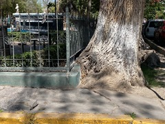 Columbina inca