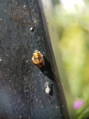 Harmonia axyridis