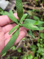 Lippia stoechadifolia