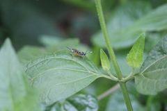 Glabridorsum stokesii