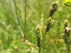 Carex hartmanii