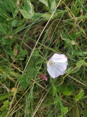 Convolvulus arvensis