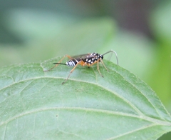 Glabridorsum stokesii