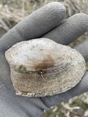 Pyganodon grandis
