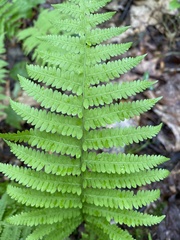 Deparia acrostichoides