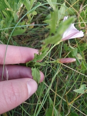 Convolvulus arvensis