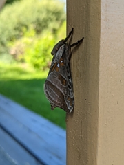 Sthenopis argenteomaculatus