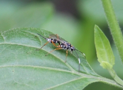 Glabridorsum stokesii