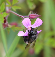 Osmia lignaria propinqua