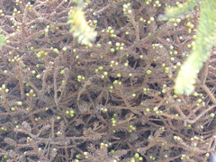 Chrysomyxa arctostaphyli