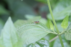 Glabridorsum stokesii