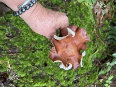 Rhodocollybia badiialba