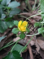 Potentilla indica