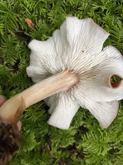 Rhodocollybia badiialba