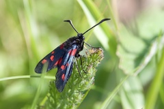 Zygaena viciae