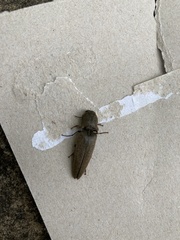 Orthostethus infuscatus