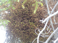 Chrysomyxa arctostaphyli