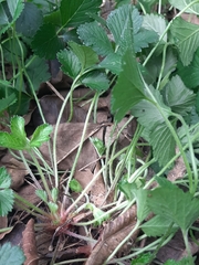Potentilla indica