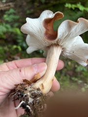Rhodocollybia badiialba