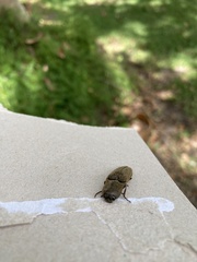 Orthostethus infuscatus