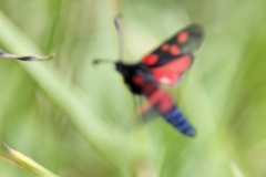 Zygaena viciae